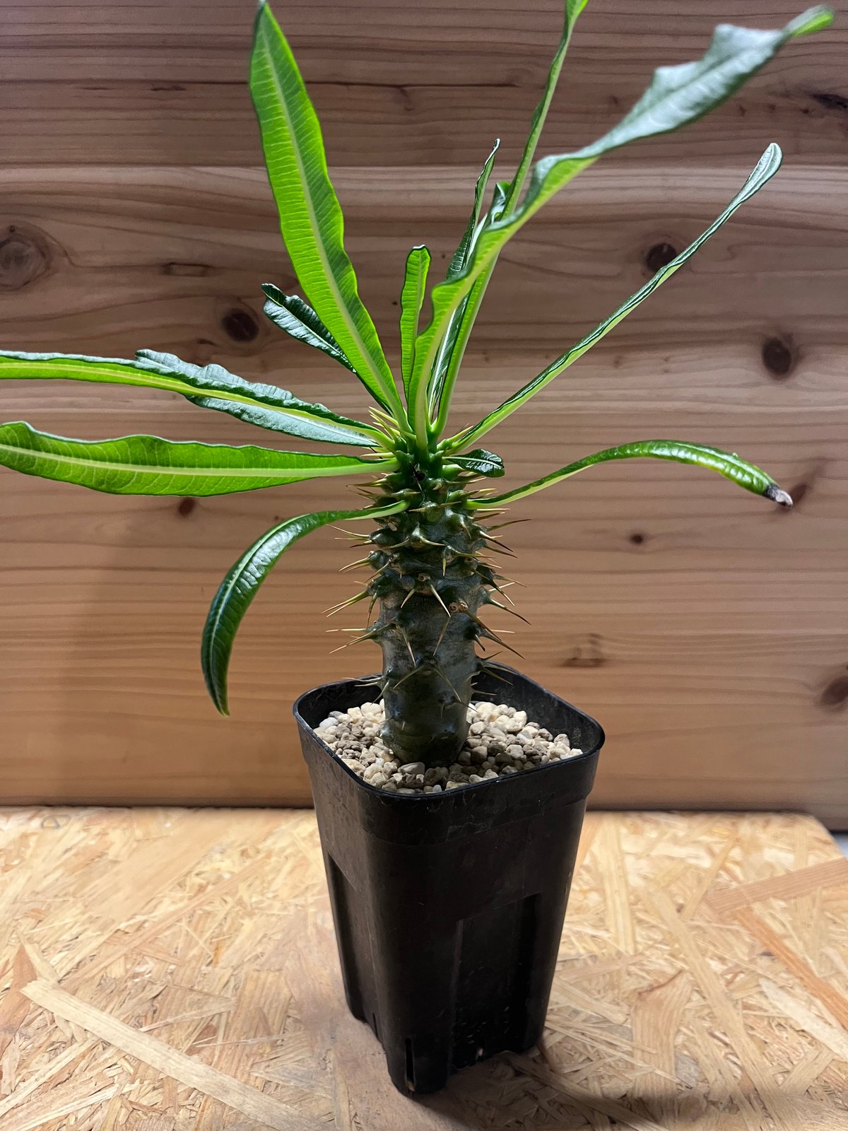 パキポディウム アンボンゲンセ | GREEN LUCK