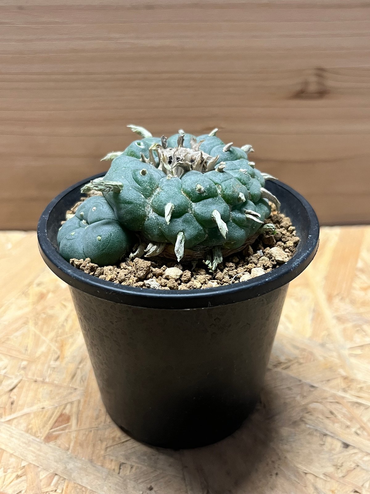 ロフォフォラ ペンタゴナ | GREEN LUCK