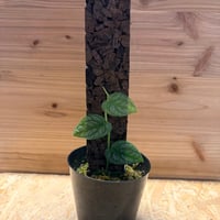 モンステラ　デュビア