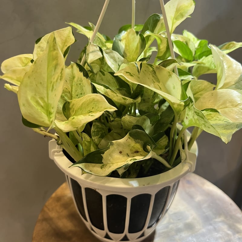 ポトス グローバル 吊り鉢5号 | GREEN LUCK