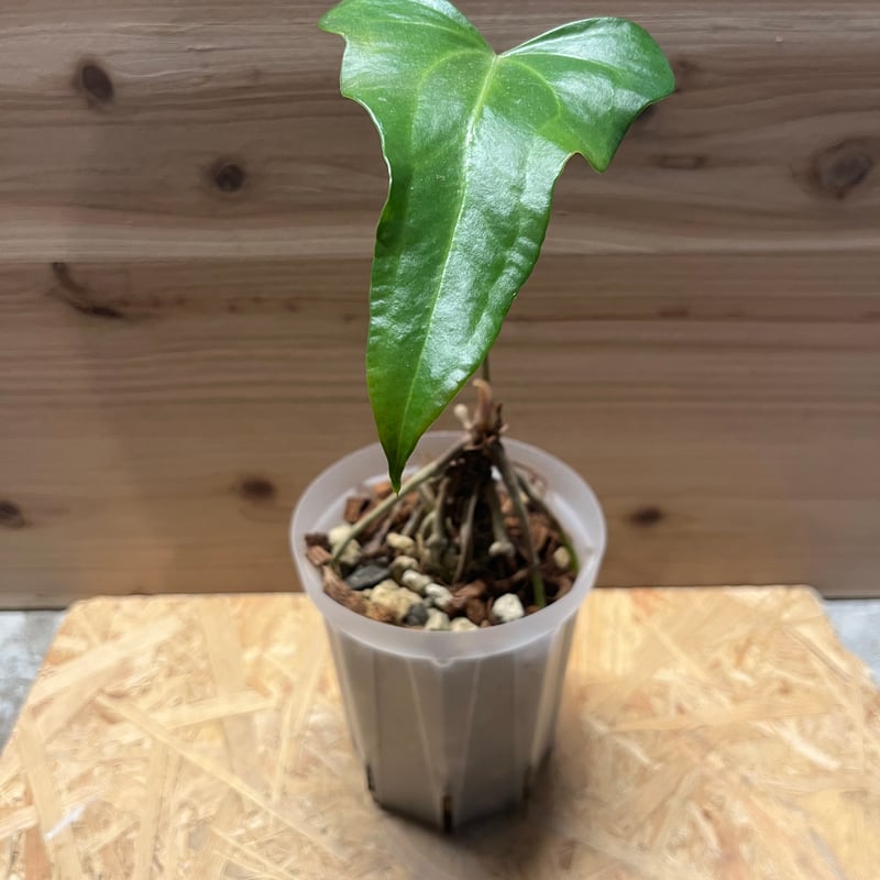 ① アンスリウム　マクロロバム　原種アンスリウム レア アンスリウム マクロロバム(Anthurium Macrolobium) | 希少植物