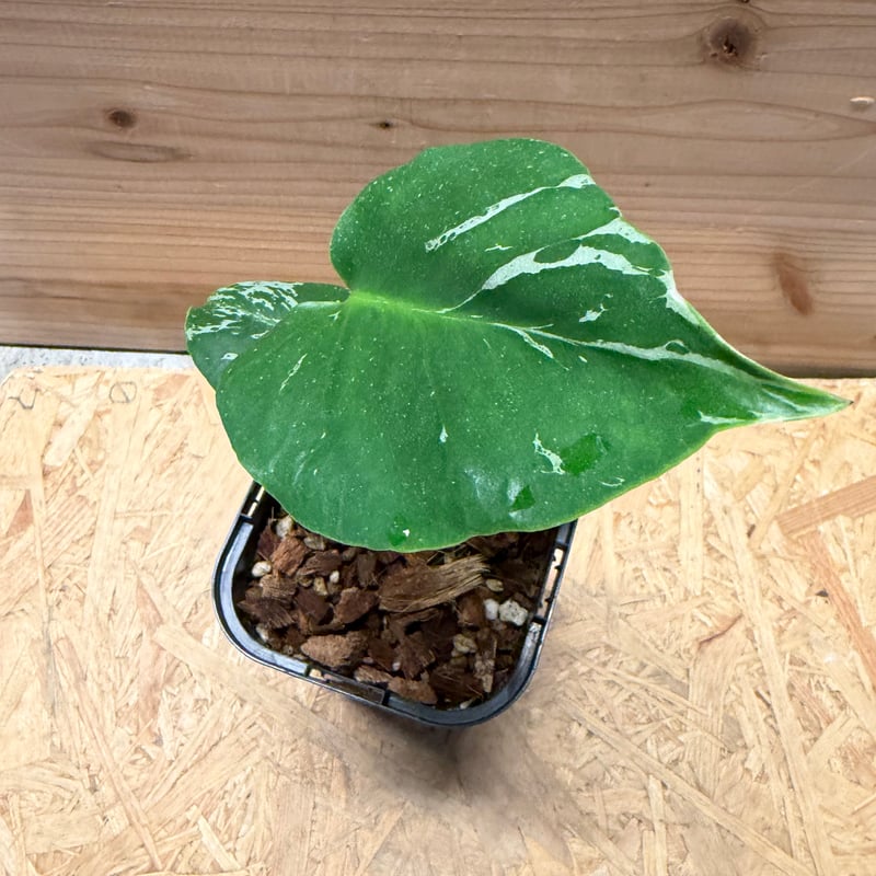 モンステラ デリシオーサ 'バルバソー' | GREEN LUCK