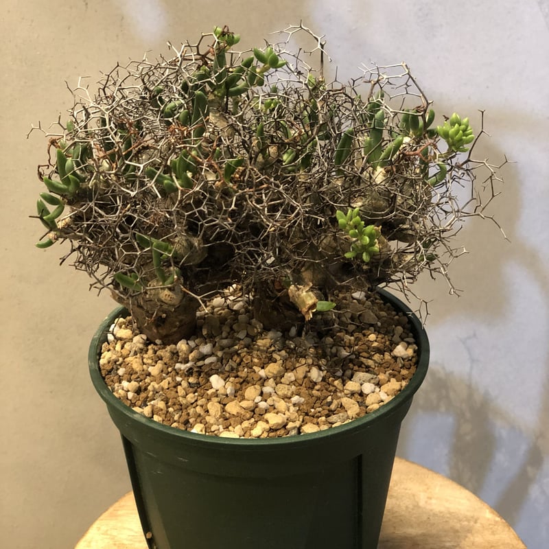 チレコドン レティキュラーツス | GREEN LUCK