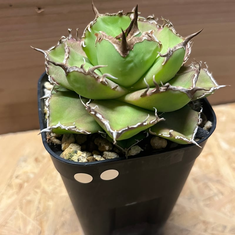 アガベ チタノタ チャム | GREEN LUCK