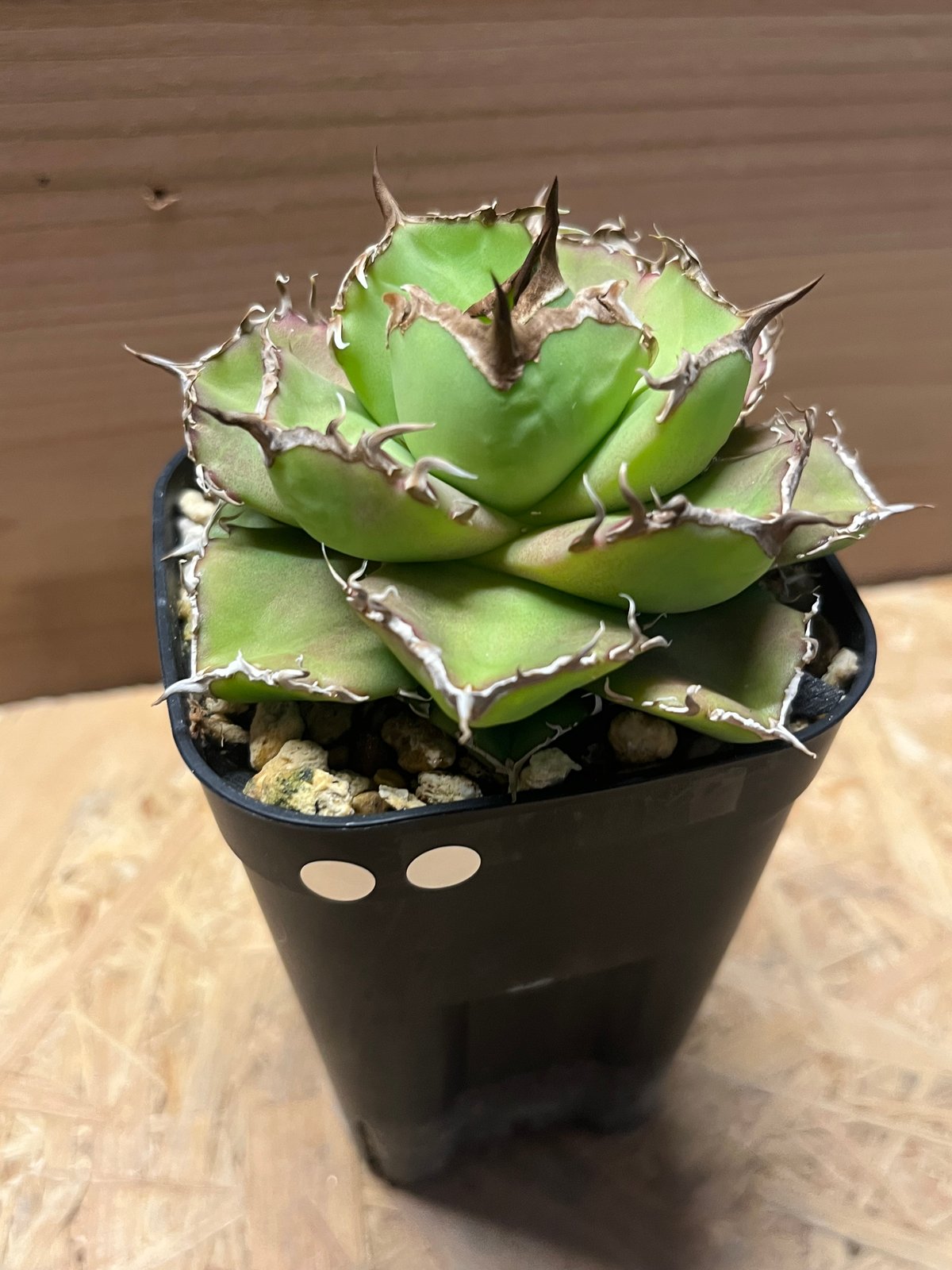 アガベ チタノタ チャム | GREEN LUCK アガベ チタノタ チャム | GREEN LUCK