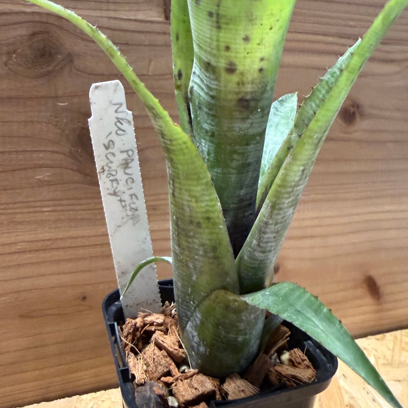 ネオレゲリア パウシフローラ 'ホワイトフォーム' | GREEN LUCK