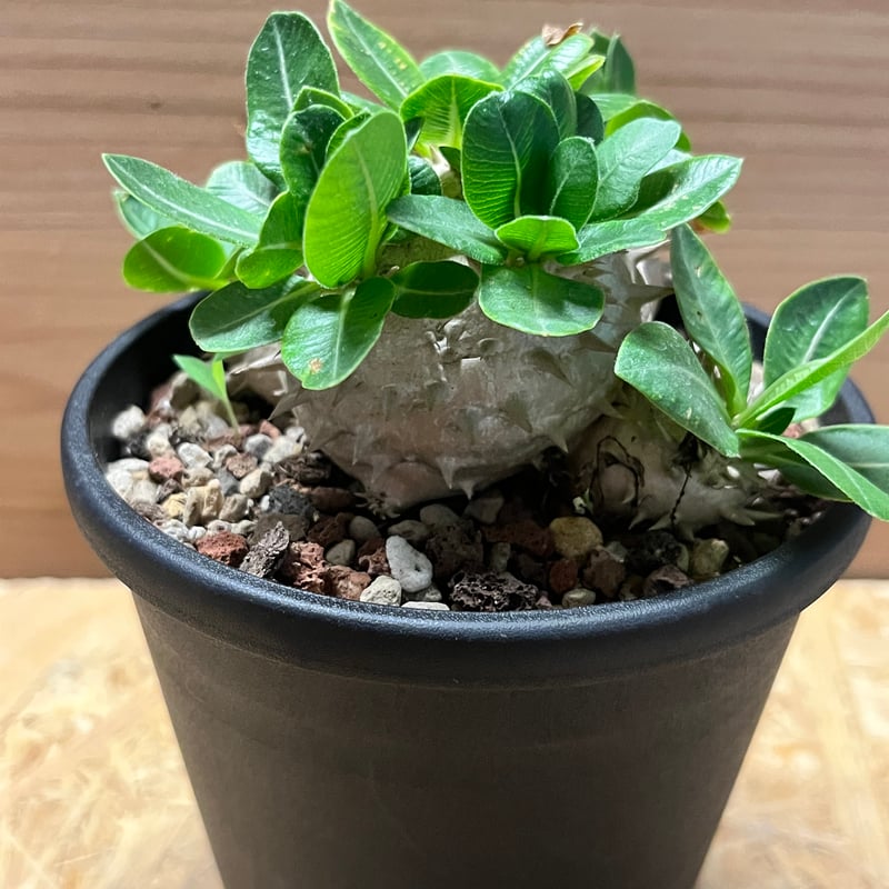 パキポディウム デンシカウレ 恵比寿大黒 | GREEN LUCK