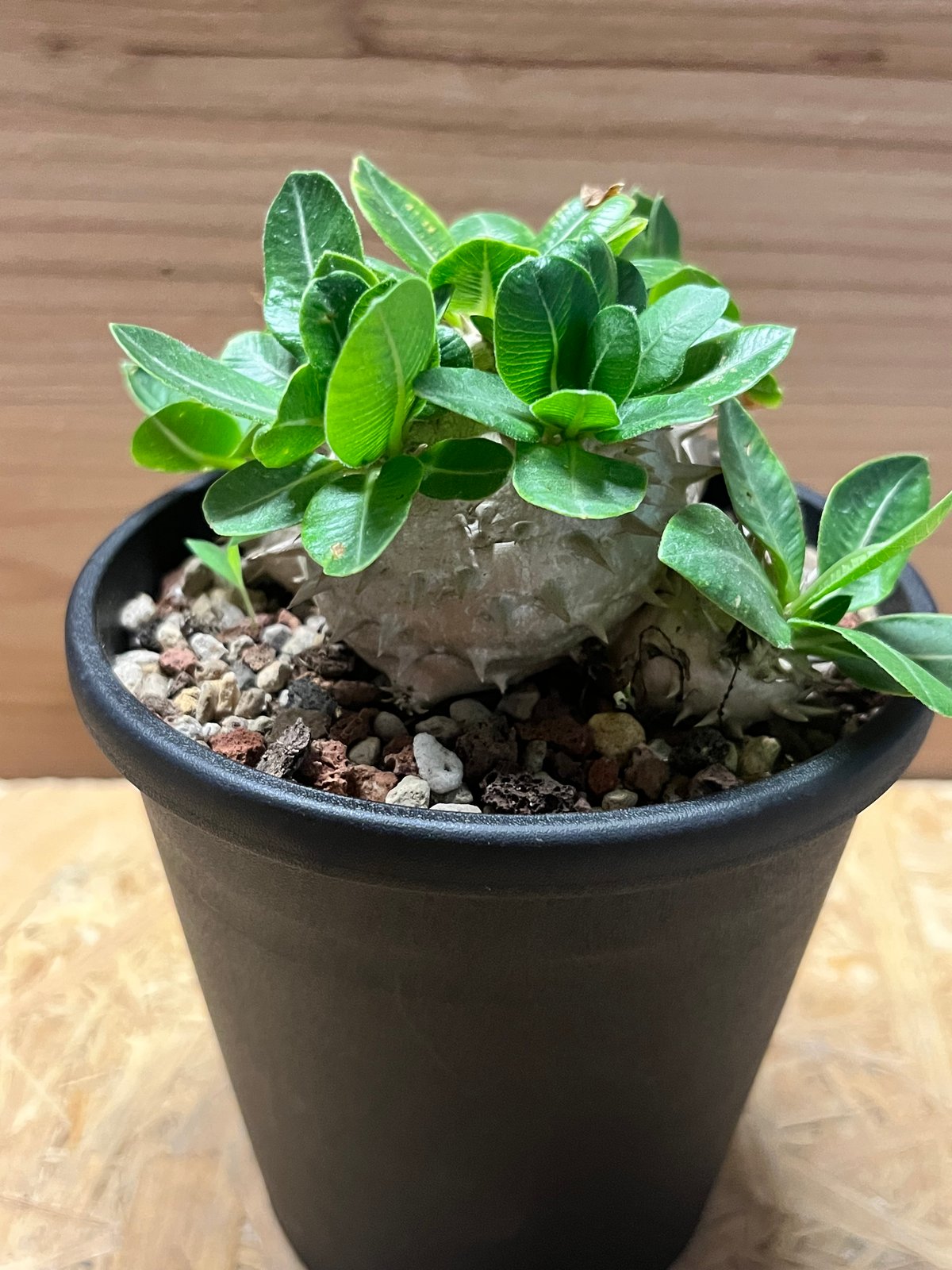 パキポディウム デンシカウレ 恵比寿大黒 | GREEN LUCK