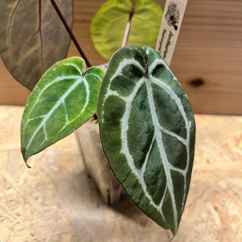 アンスリウム レッドクリスタル | GREEN LUCK