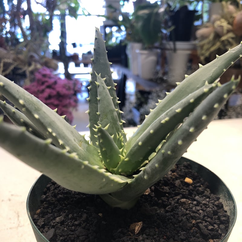 種20粒 Aloe pillansii アロエ ピランシー Aloe pillansii アロエ種の中で最も巨大になると言うピランシー