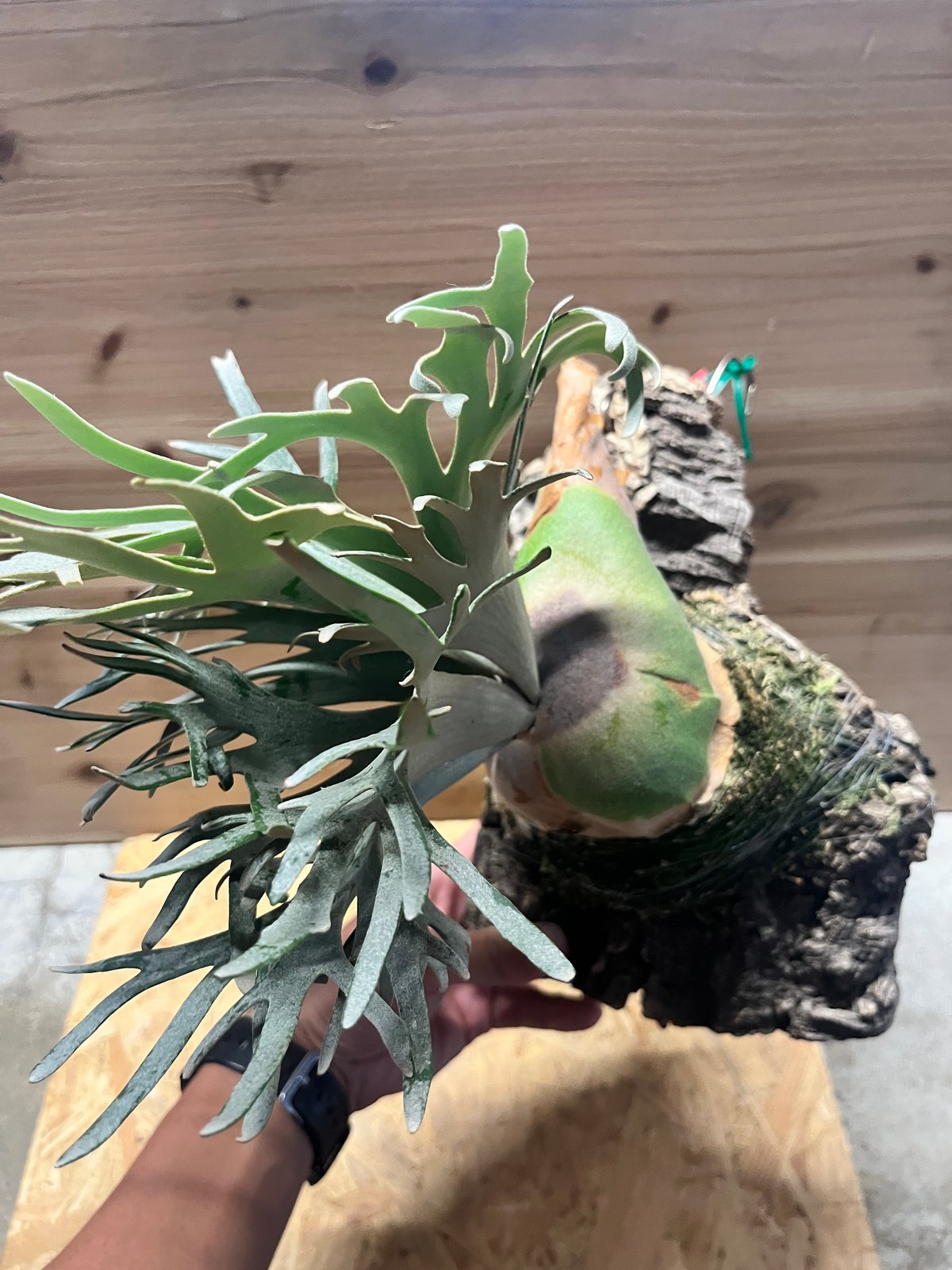 ビカクシダ ジェイドガール スポア | GREEN LUCK