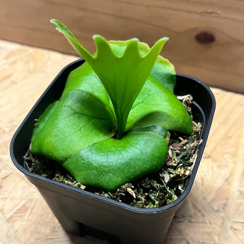 ビカクシダ コロナリウム P.coronarium】 ビカクシダ コロナリウム