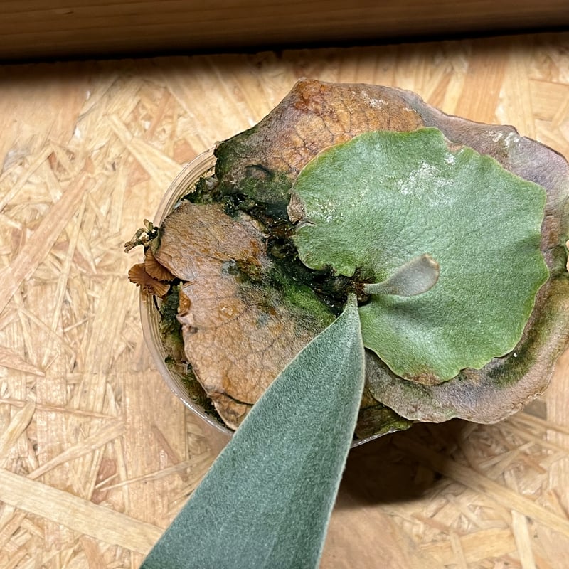 ビカクシダ ベイチーレモイネイ親株早いもの勝ちです 初入荷! ビカクシダ レモイネイ Platycerium veitchii 'Lemoine