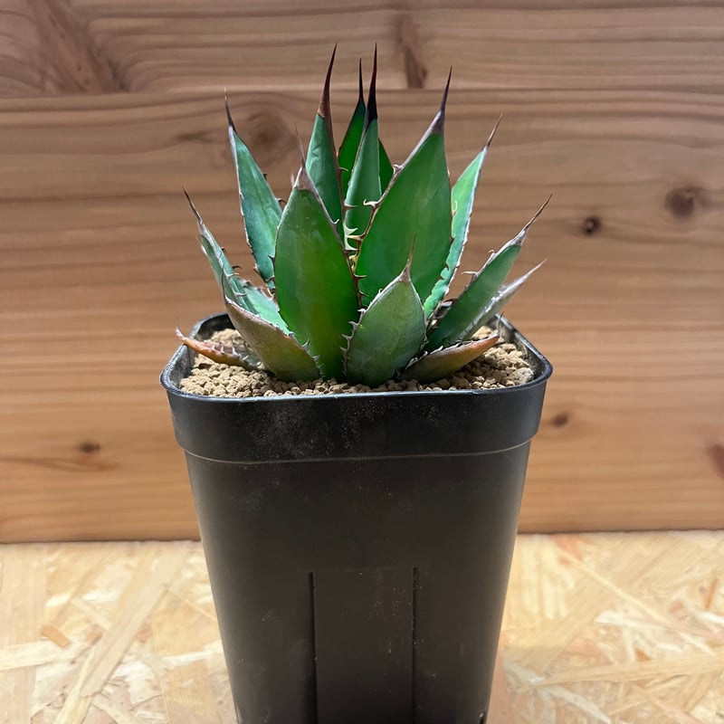 アガベ ホリダ | GREEN LUCK