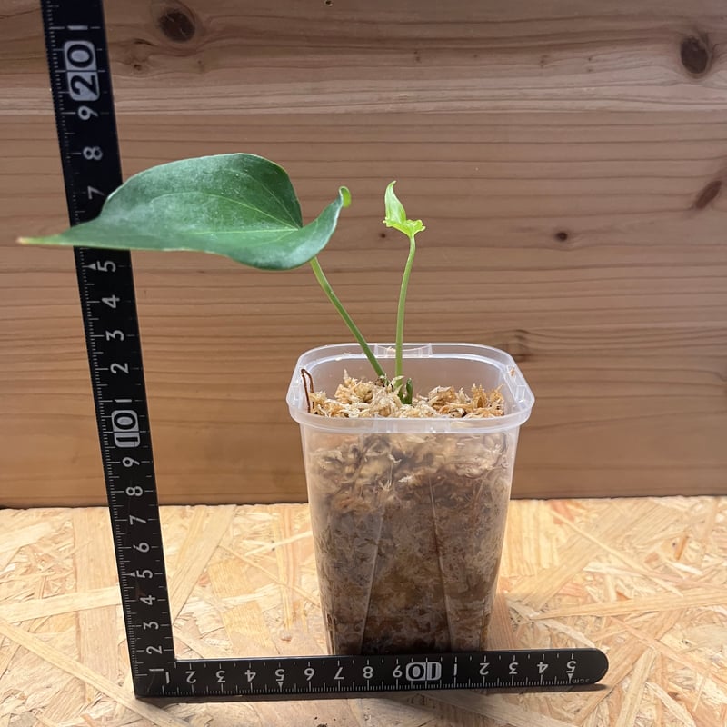 アンスリウム デルタフォース | GREEN LUCK