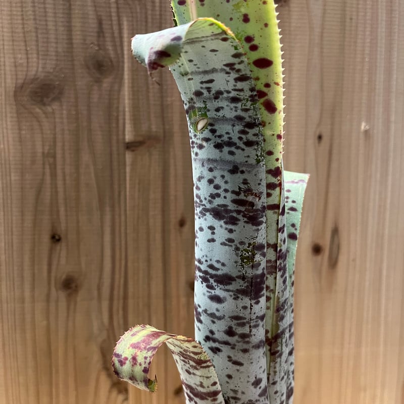 ① ラファエル　オリベイラ　ケスネリア　マルモラータ　斑入り ケスネリア・マルモラータ・ラファエルオリヴェイラ | nebachi