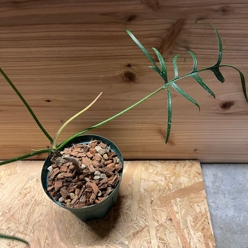 フィロデンドロン ポリポディオイデス | GREEN LUCK