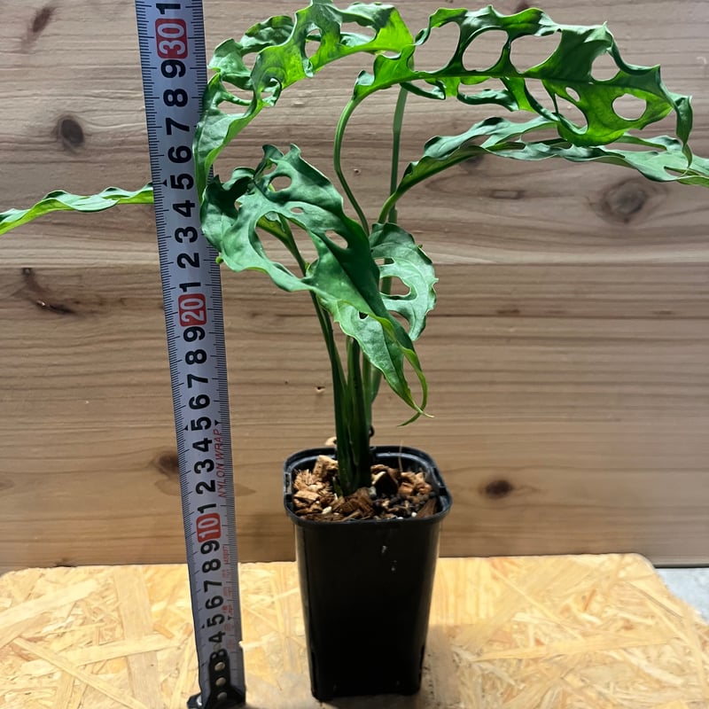 モンステラ オブリクア ペルー | GREEN LUCK