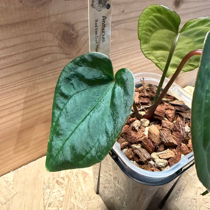 アンスリウム レッドベインダークフェニックス×ブラックウィドウ