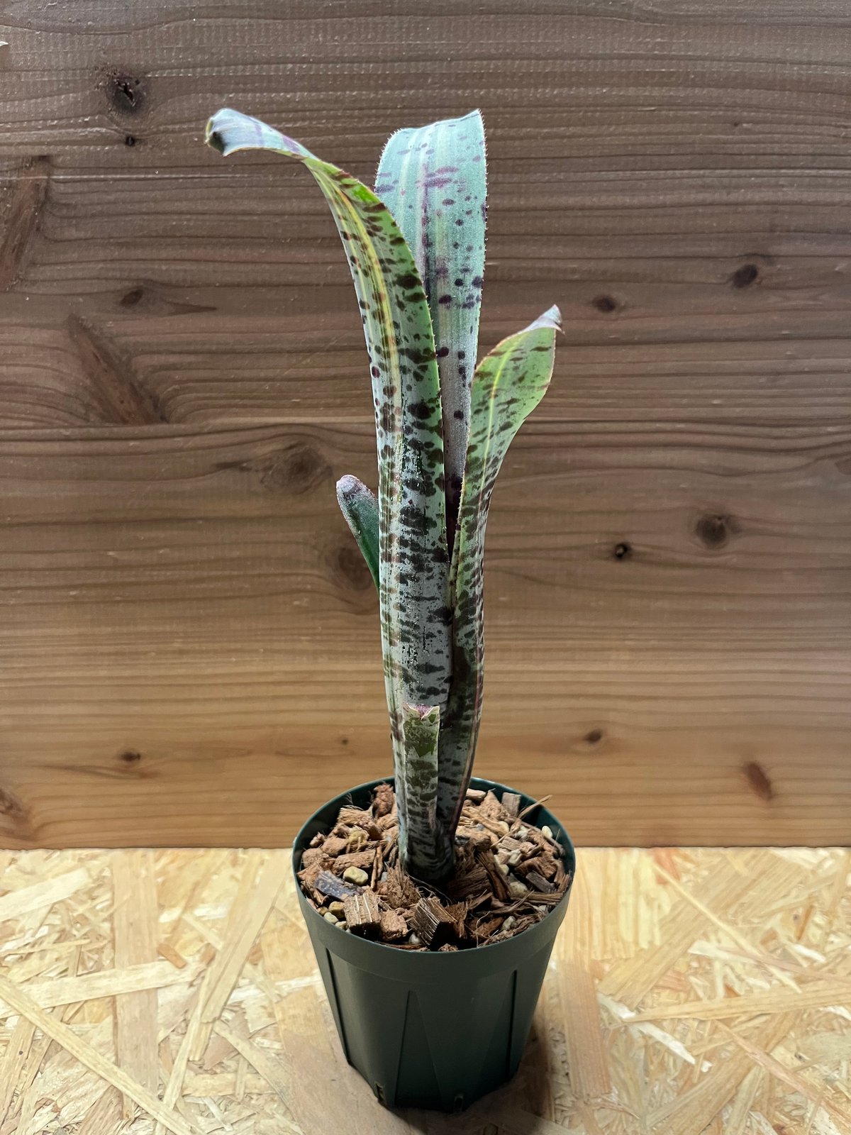 ② ラファエルオリベイラ　斑入り ケスネリア ラファエルオリベイラ | GREEN LUCK