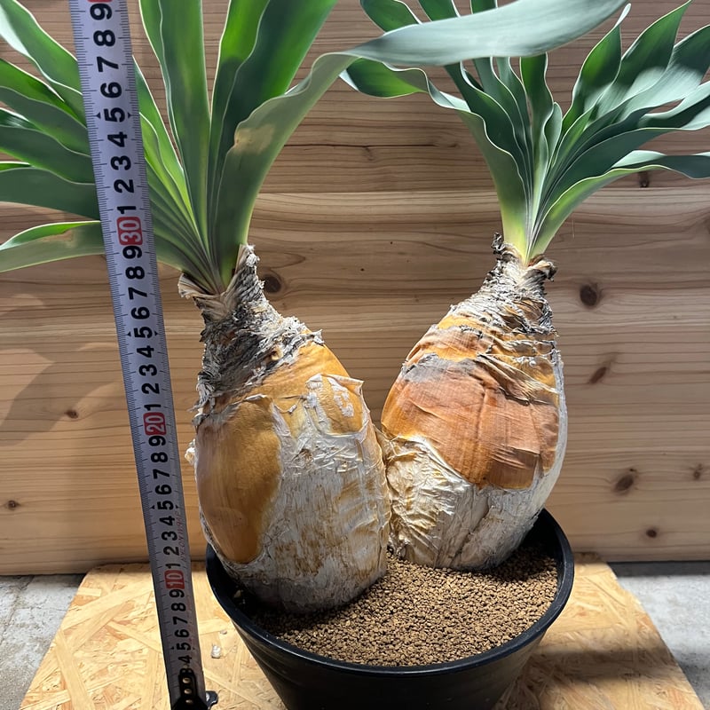 ブーファン ハエマンソイデス | GREEN LUCK