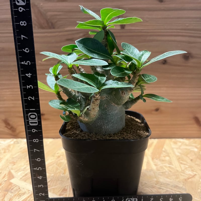 アデニウム アラビカム スーパードワーフ | GREEN LUCK