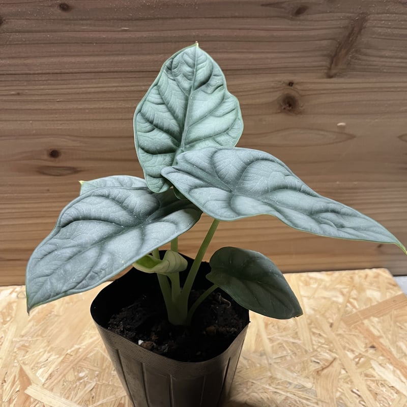 極斑 アロカシア シルバードラゴン アルボ アロカシア シルバードラゴン | GREEN LUCK