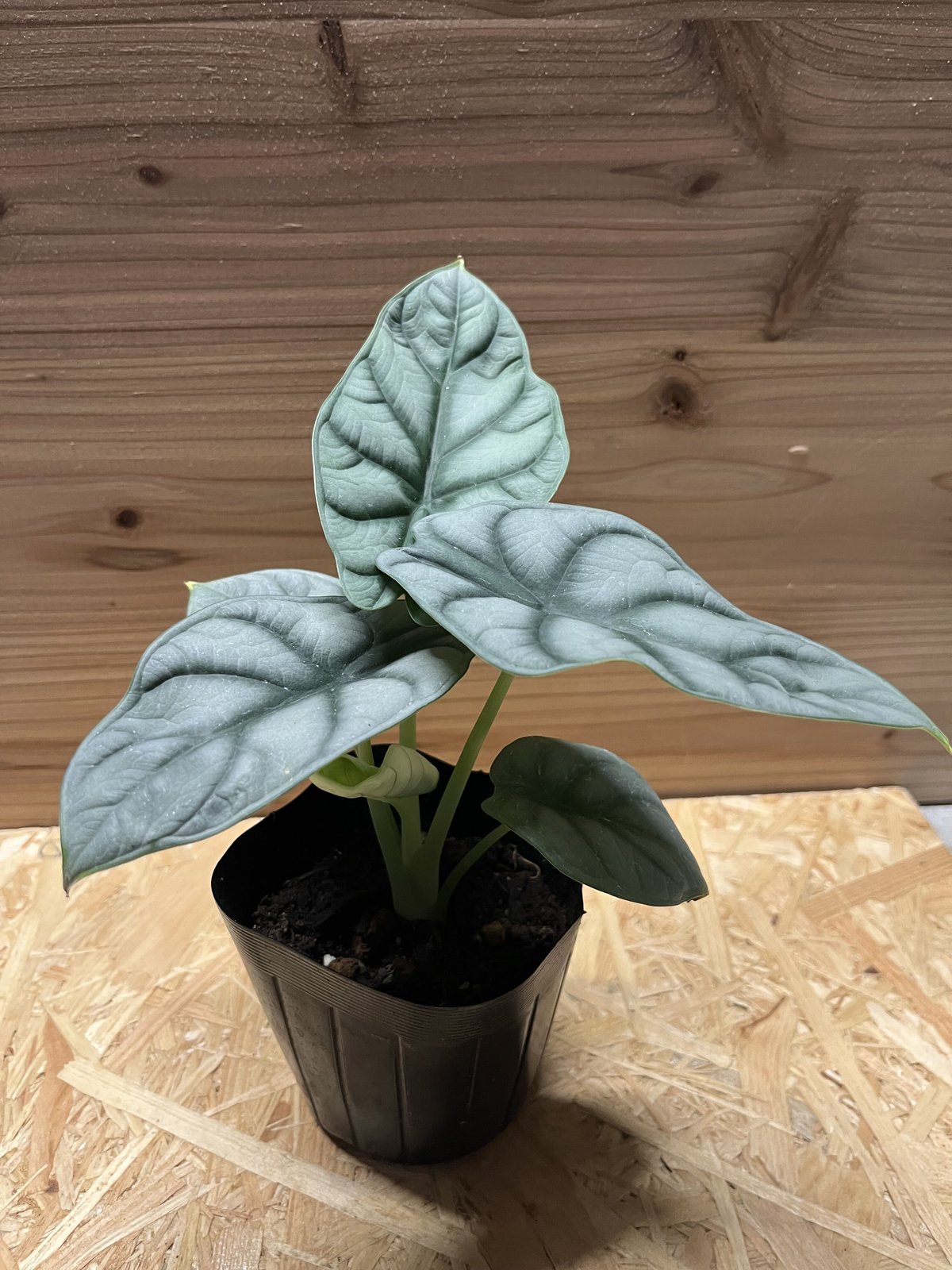 アロカシア シルバードラゴン | GREEN LUCK