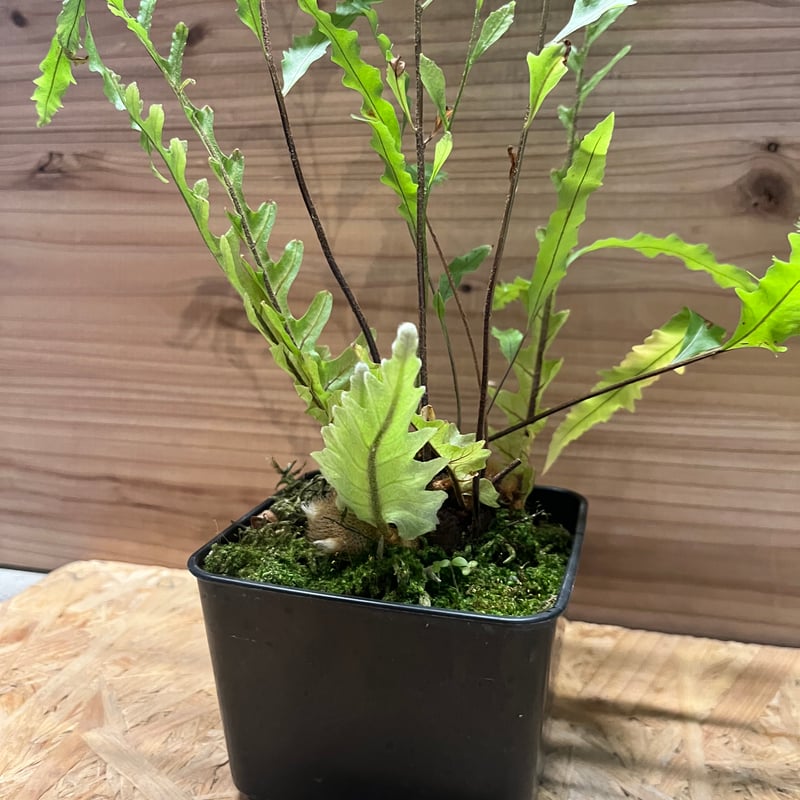 ドリナリア フロリダ | GREEN LUCK