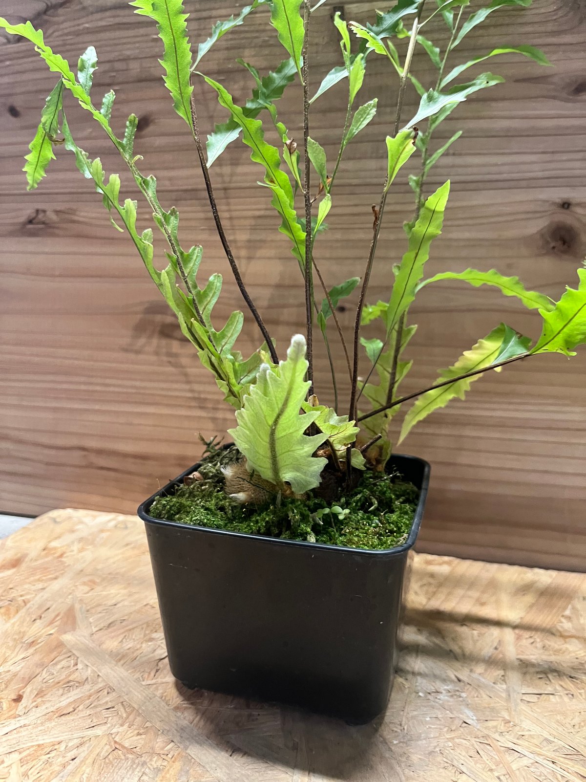 ドリナリア フロリダ | GREEN LUCK