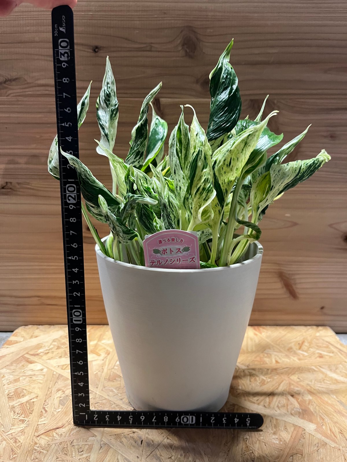 希少 ポトステルノ ラブソング