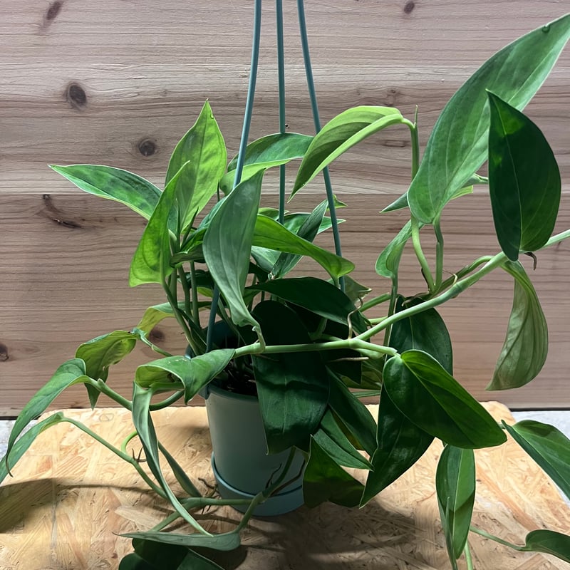 モンステラ 2224 | GREEN LUCK