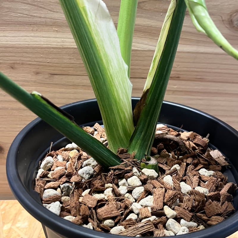 モンステラ34 斑入　レガシー　デリシオーサ　大株葉付き　発根済み モンステラ34 斑入 レガシー デリシオーサ 大株葉付き 発根済み