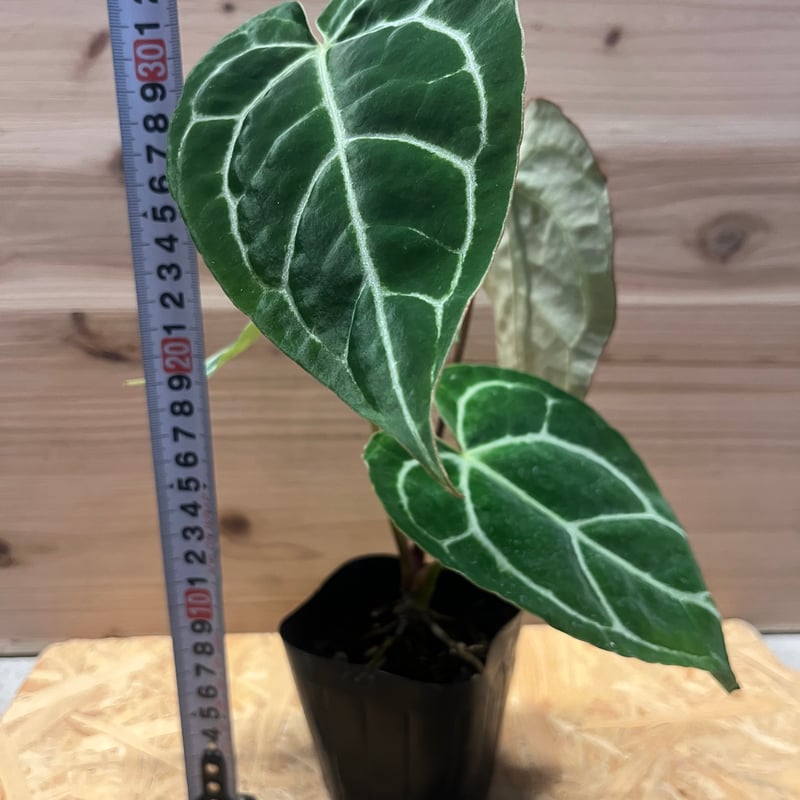 NMP様　特価激レア　アンスリウム　クリスタリナム　ミント　斑入り　バリエガータ NMP様 特価激レア アンスリウム クリスタリナム ミント 斑入り