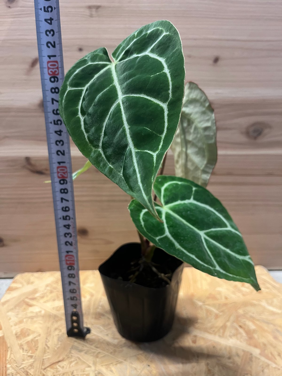 アンスリウム クリスタリナム | GREEN LUCK