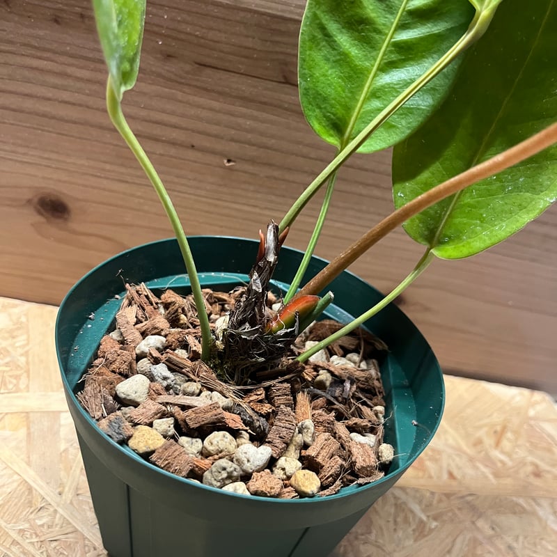 アンスリウム セリゼリアナム ドラゴンスケール | GREEN LUCK