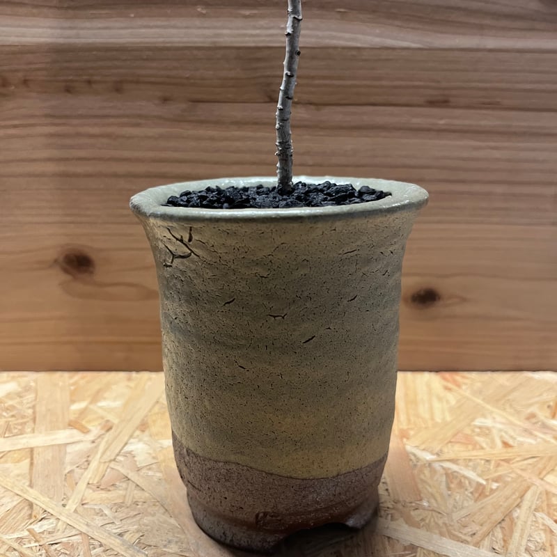 ボスウェリア サクラ×伝市鉢 穴窯 | GREEN LUCK