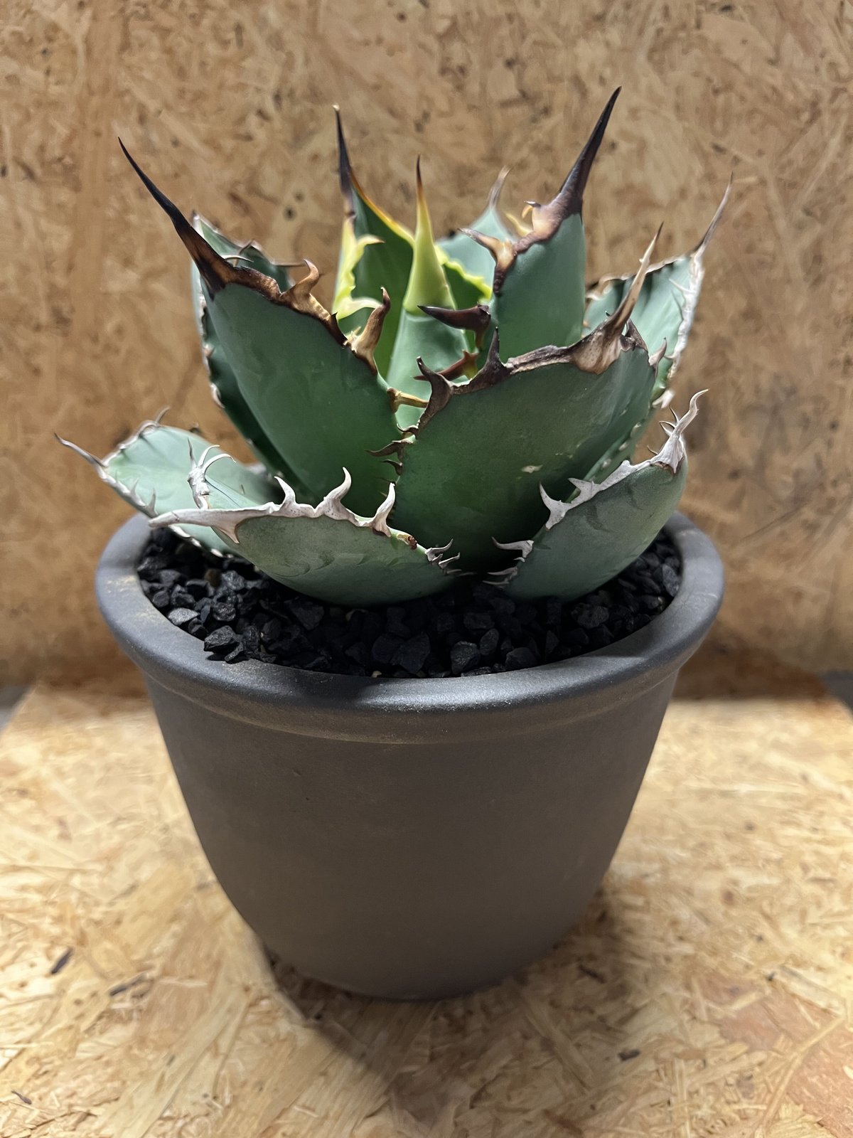 アガベ チタノタ FO-76 | GREEN LUCK