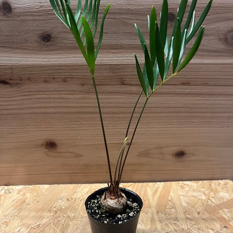 ザミアフロリダーナ 楽天市場】ザミア（フロリダーナ） 1鉢 2.5号 プラスチック苗 ザミア