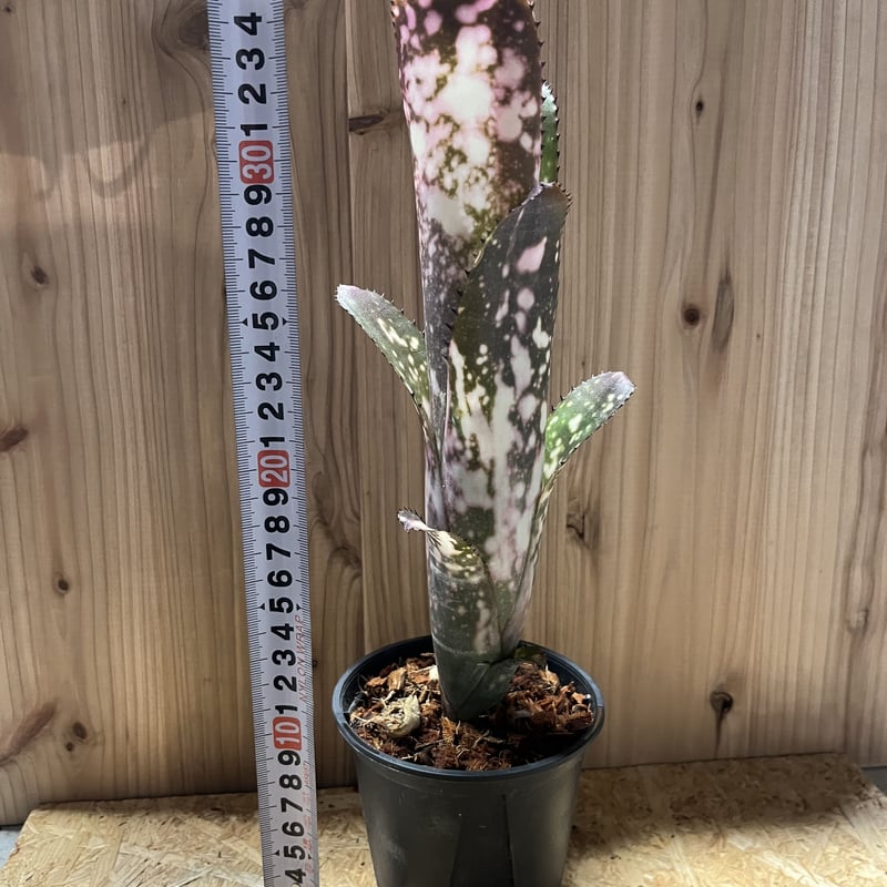 ブロメリア・エアープランツ Billbergia Merrie Monarch ビルベルギア メリーモナーク | GREEN LUCK