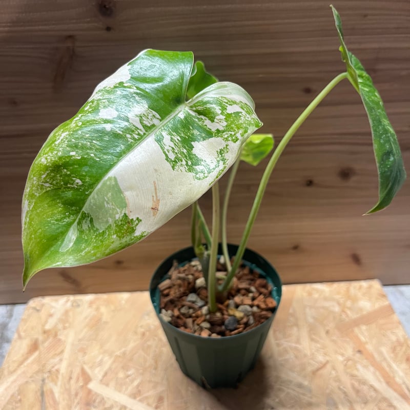 モンステラ　バールマルクスフレーム　フィロデンドロン　タイコン モンステラ バールマルクスフレーム フィロデンドロン タイコン