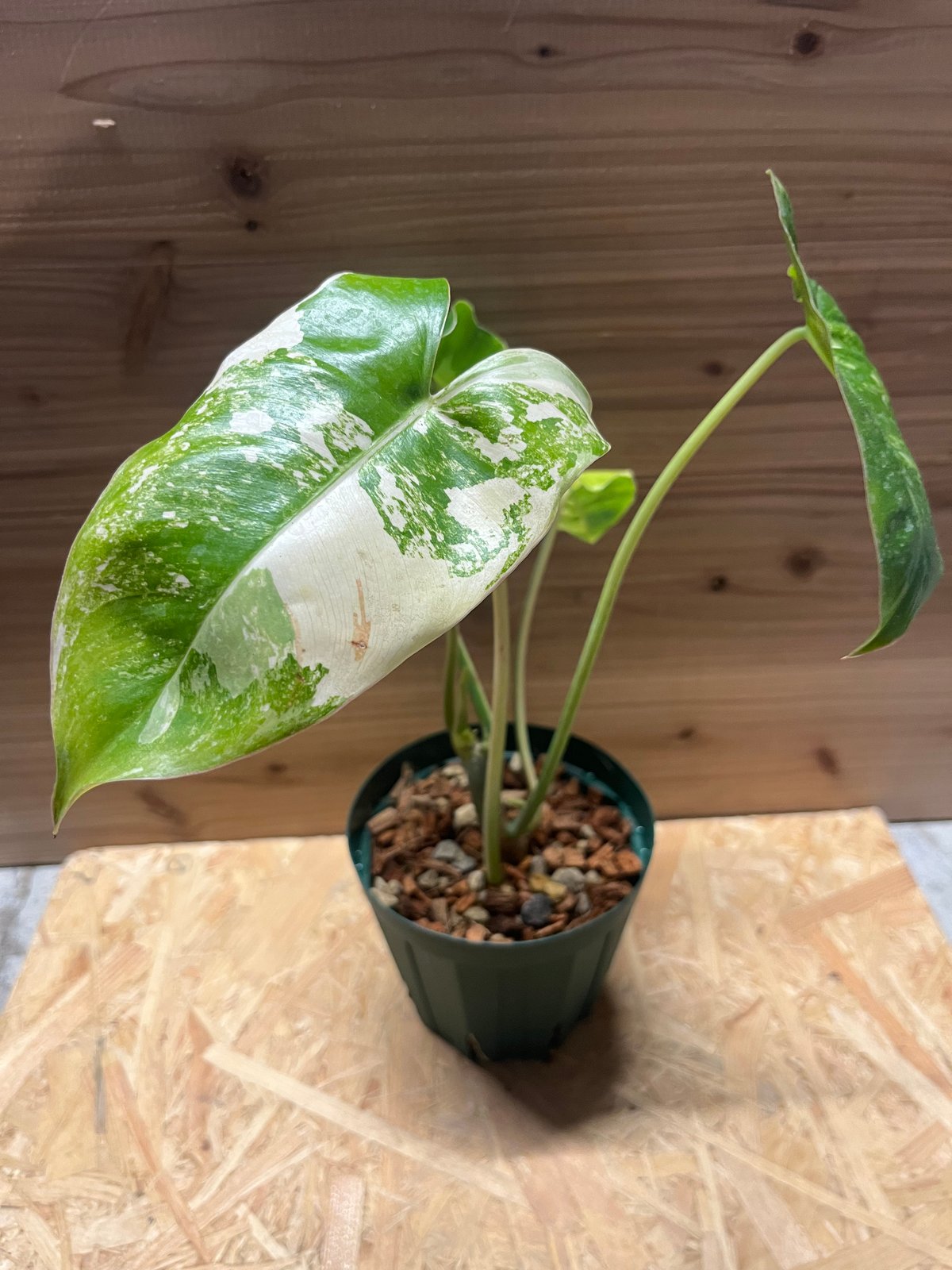 フィロデンドロン バールマルクス | GREEN LUCK