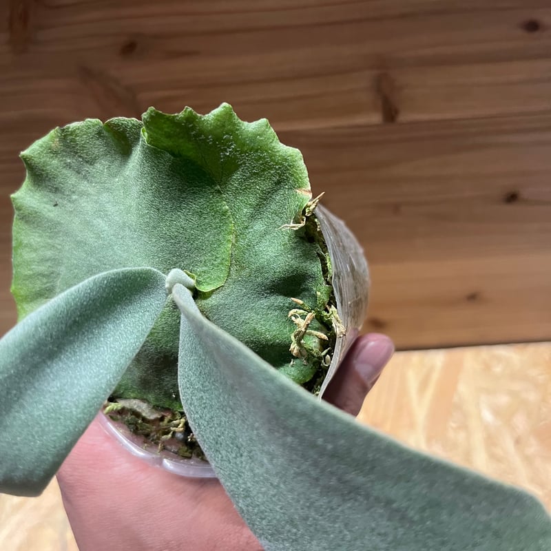 ビカクシダ ウィリンキー バリ | GREEN LUCK