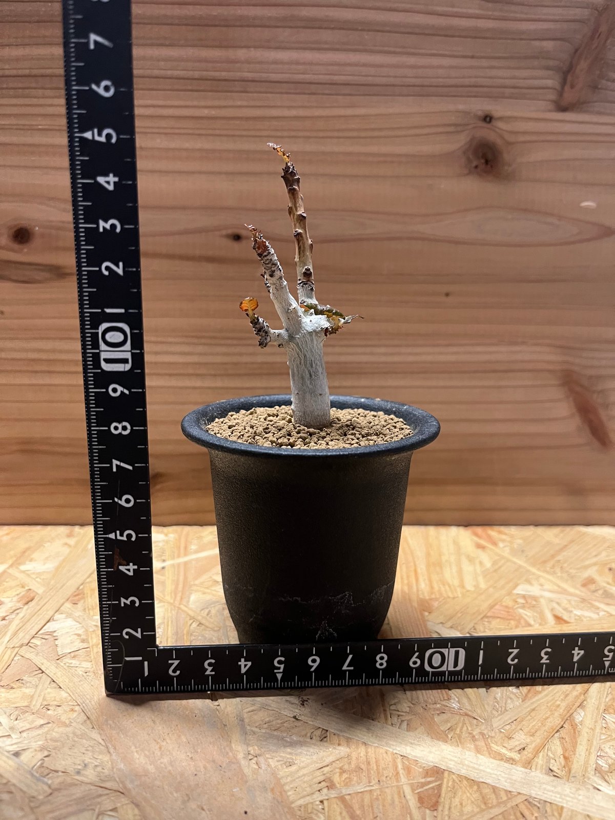 ボスウェリア ナナ | GREEN LUCK