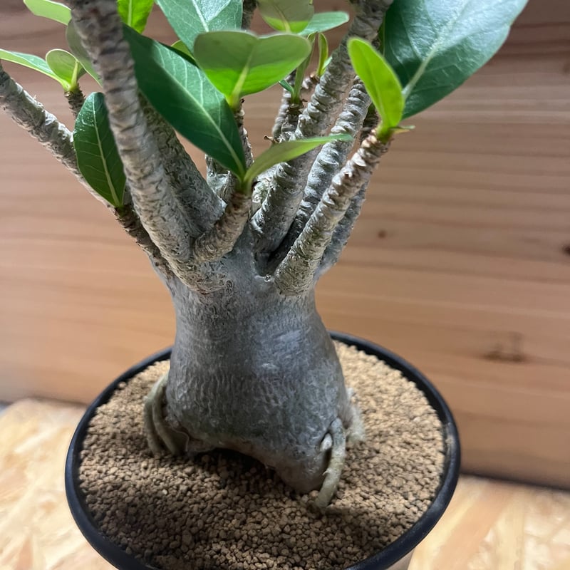 アデニウム　アラビカム 園芸ネット本店｜[ザ・ファームセレクト]アデニウム：アラビカム巻葉 3