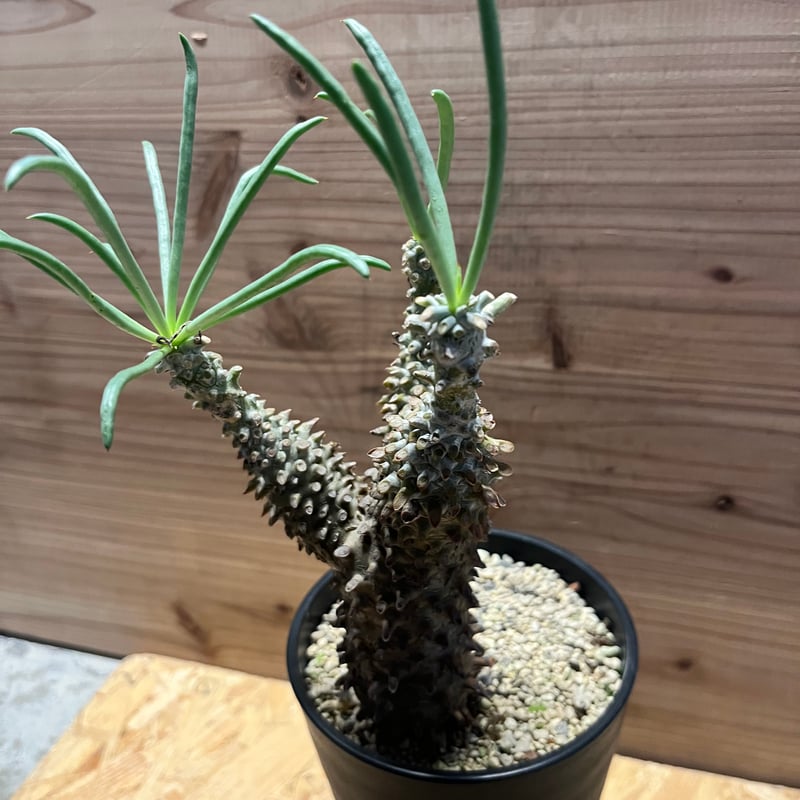 チレコドン ワリチー | GREEN LUCK