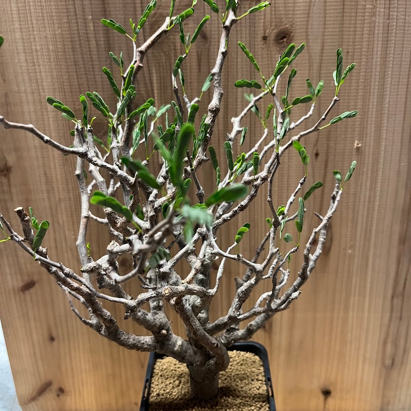 センナ メリディオナリス 現地発根済み | GREEN LUCK