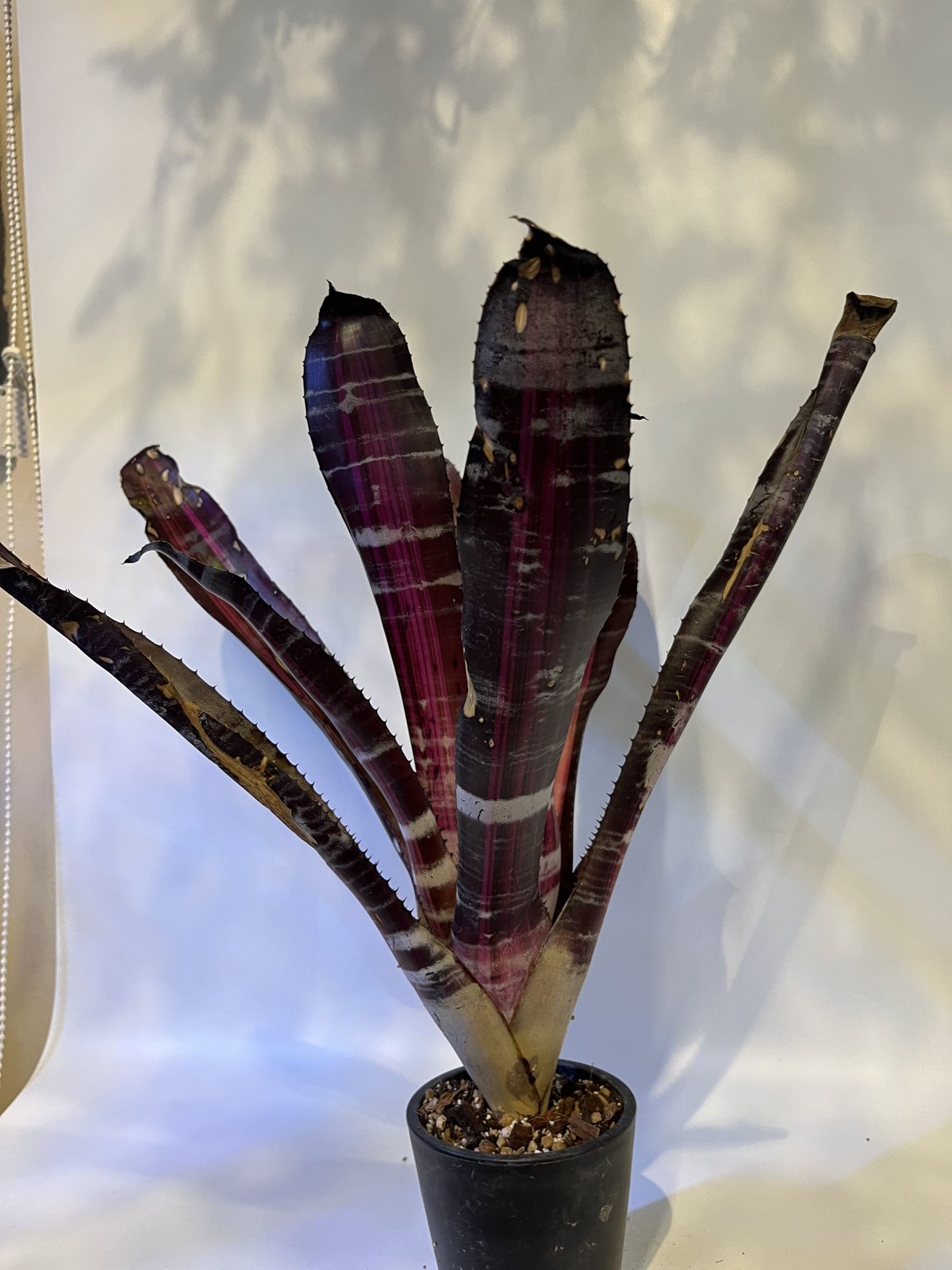 エクメア　ロベルトメネスカル エクメア・ロベルトメネスカルを発根管理から植え替え！ | もすレコ。