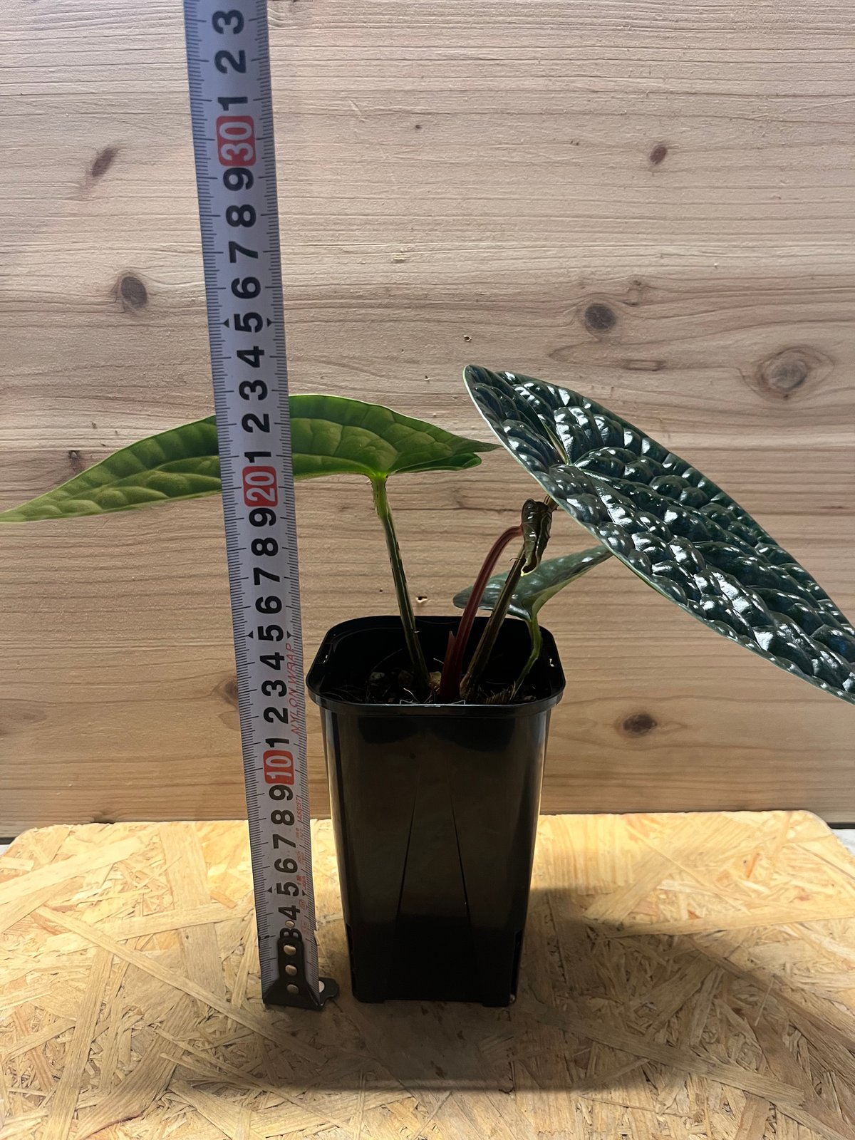 アンスリウム ルクスリアンス 'ブラック' | GREEN LUCK