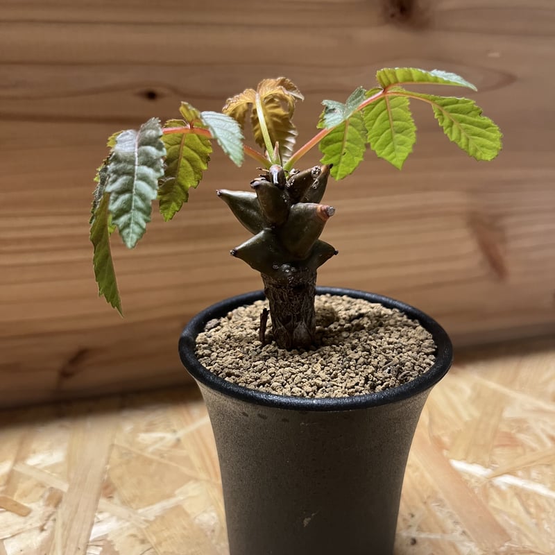 ベイセリア メキシカーナ | GREEN LUCK